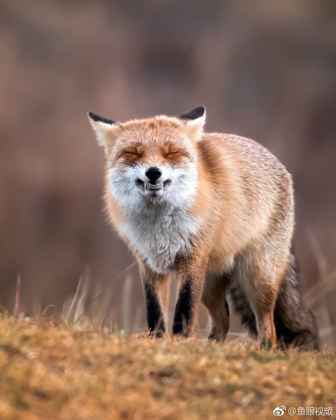 小狐狸图片-长相思的小狐狸图片